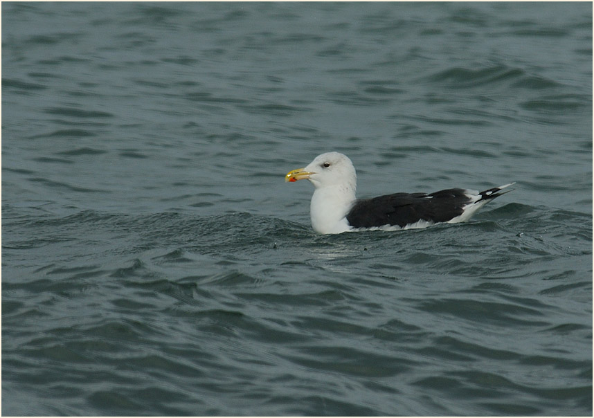 Mantelmöwe (Larus marinus)
