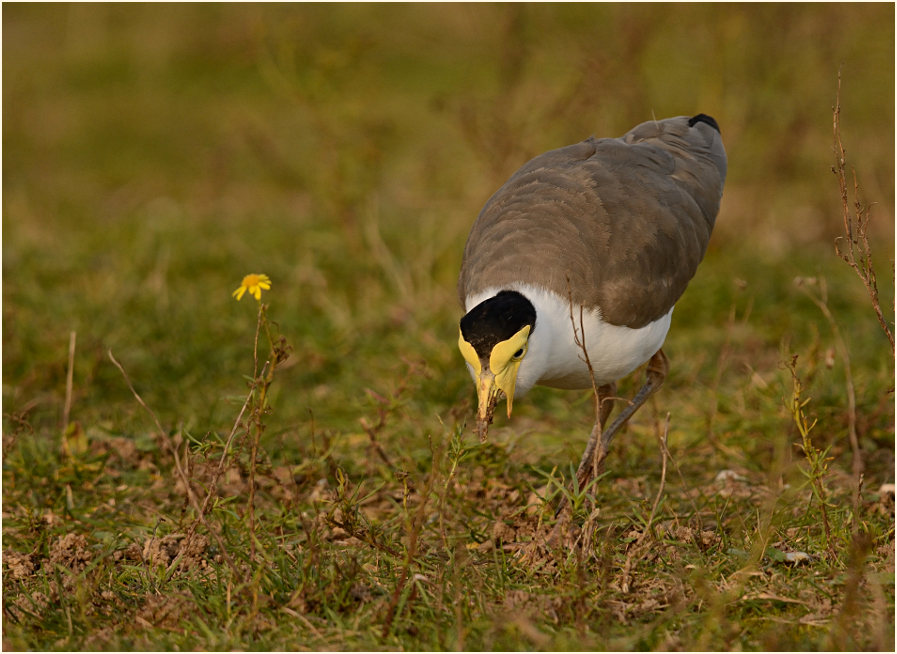 Maskenkiebitz (Vanellus miles)