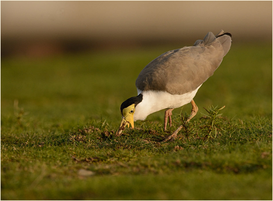 Maskenkiebitz (Vanellus miles)