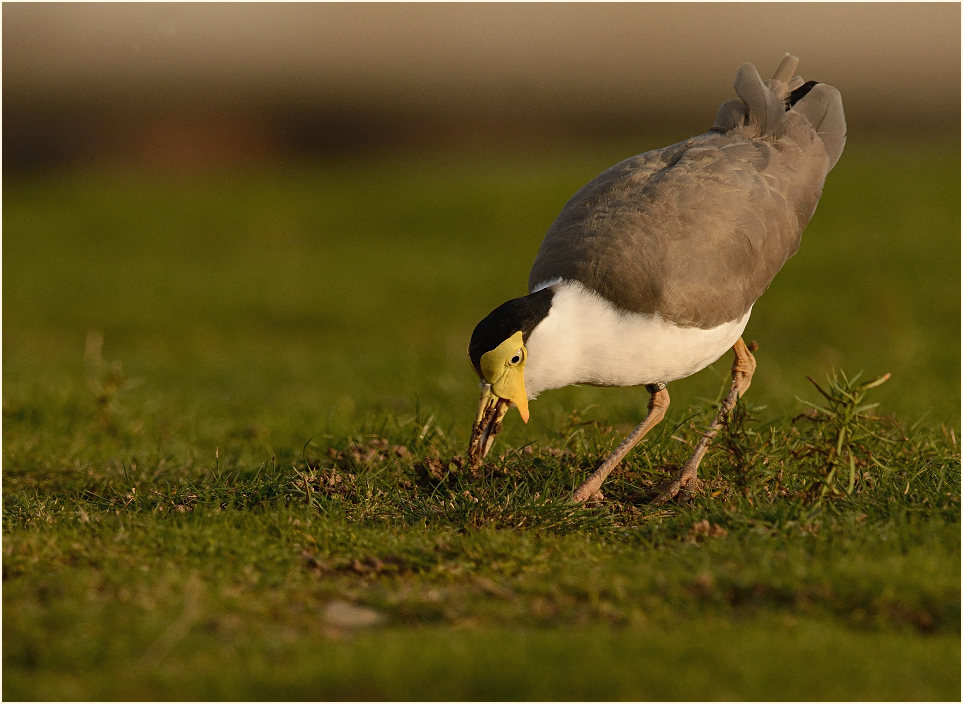 Maskenkiebitz (Vanellus miles)