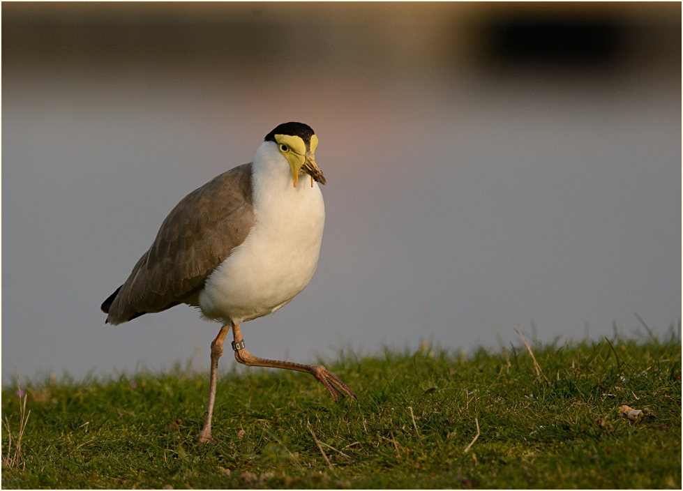 Maskenkiebitz (Vanellus miles)