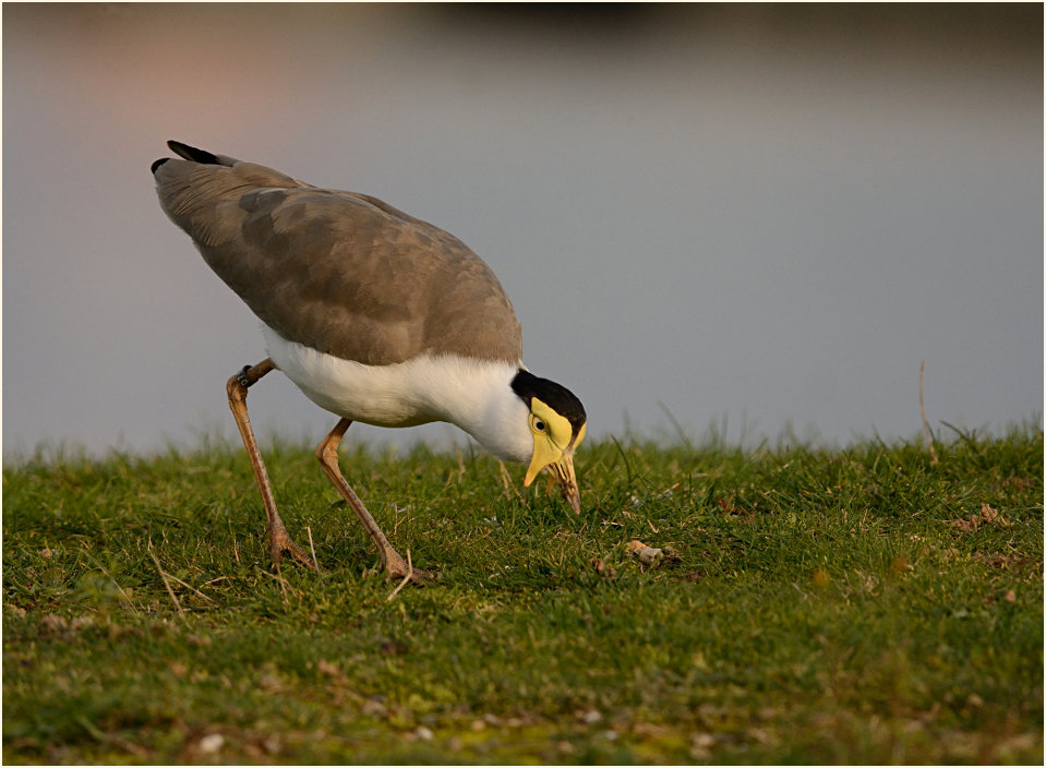 Maskenkiebitz (Vanellus miles)