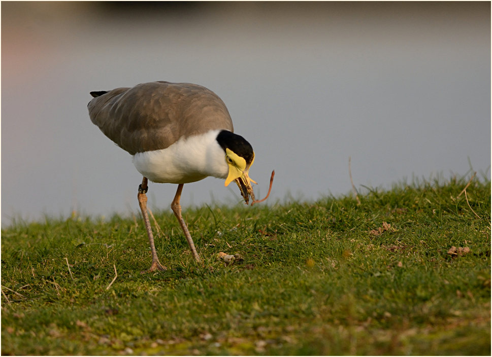 Maskenkiebitz (Vanellus miles)