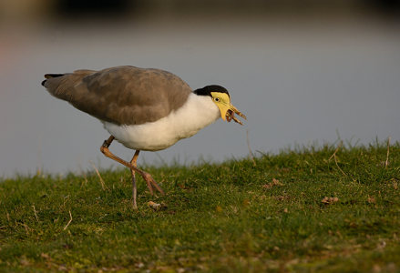 vergrößern