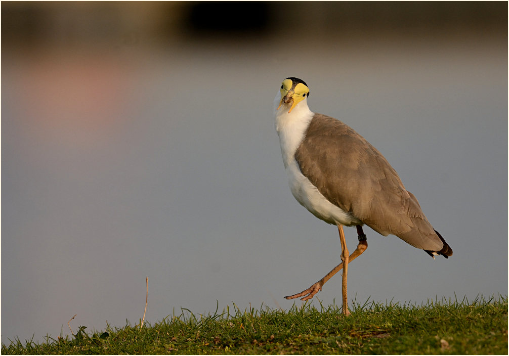 Maskenkiebitz (Vanellus miles)