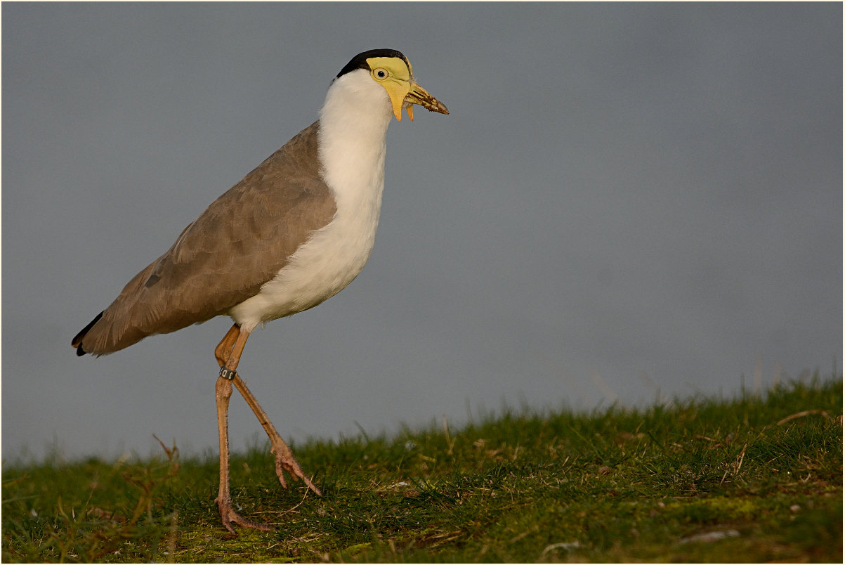 Maskenkiebitz (Vanellus miles)