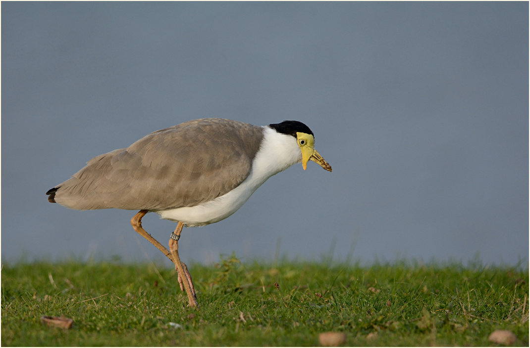 Maskenkiebitz (Vanellus miles)