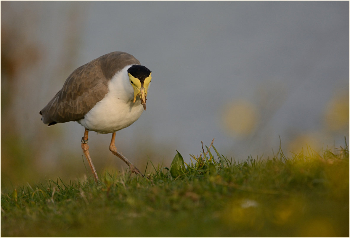 Maskenkiebitz (Vanellus miles)