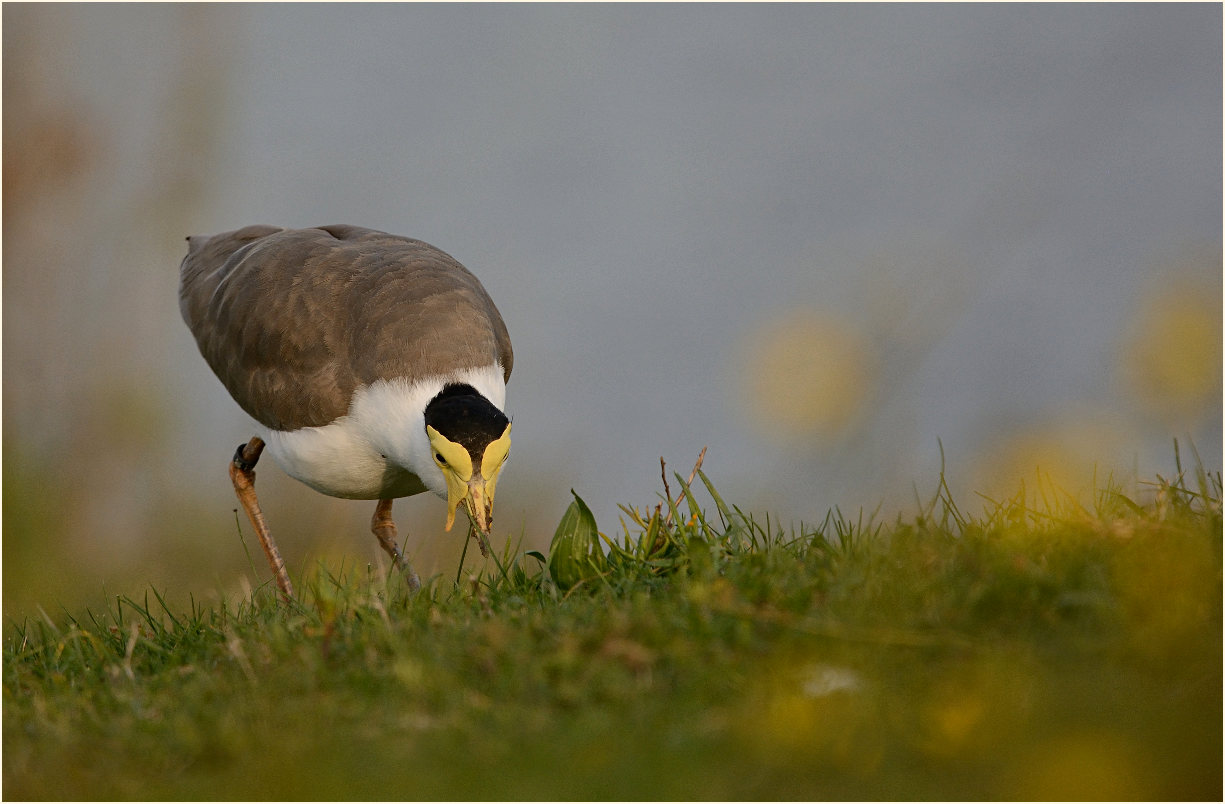 Maskenkiebitz (Vanellus miles)