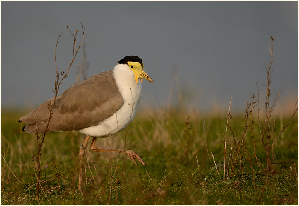 Maskenkiebitz (Vanellus miles)