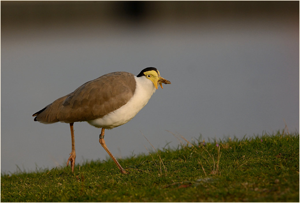 Maskenkiebitz (Vanellus miles)