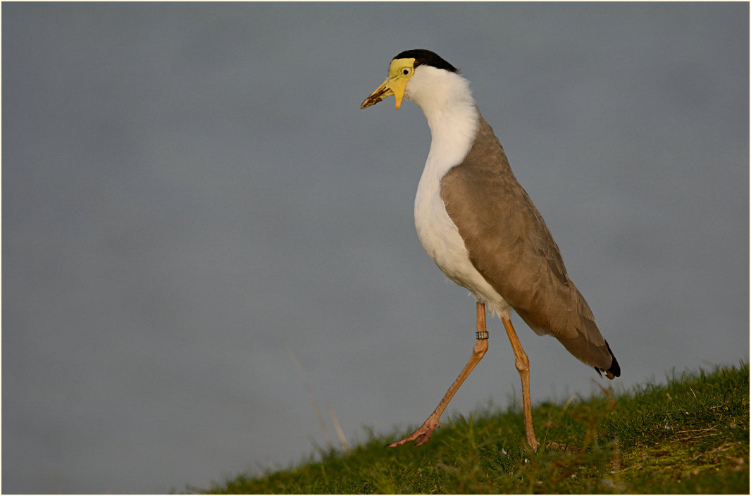 Maskenkiebitz (Vanellus miles)