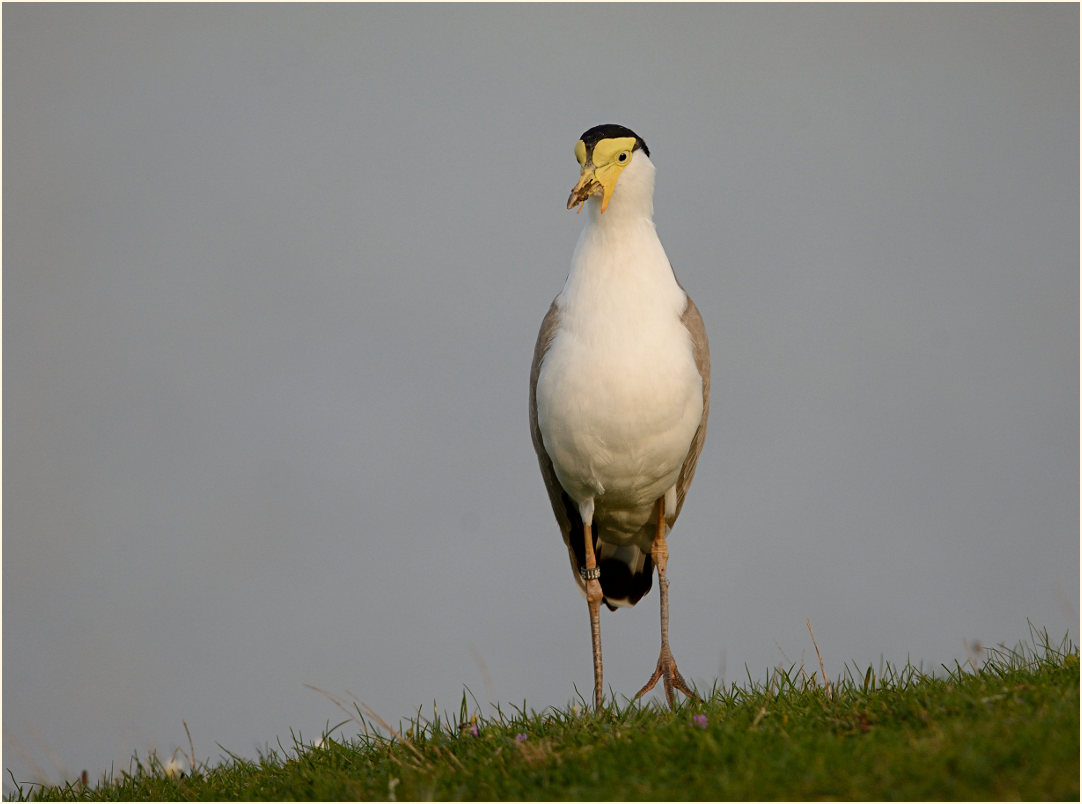 Maskenkiebitz (Vanellus miles)
