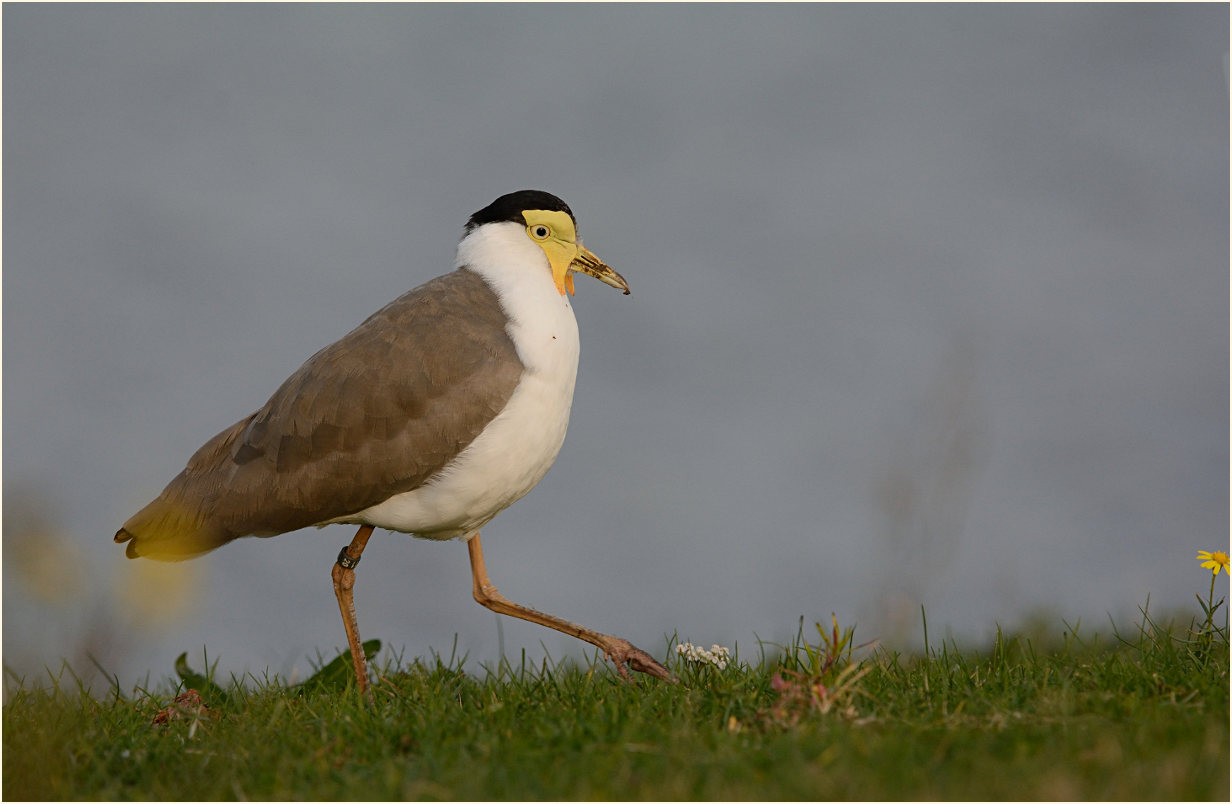Maskenkiebitz (Vanellus miles)