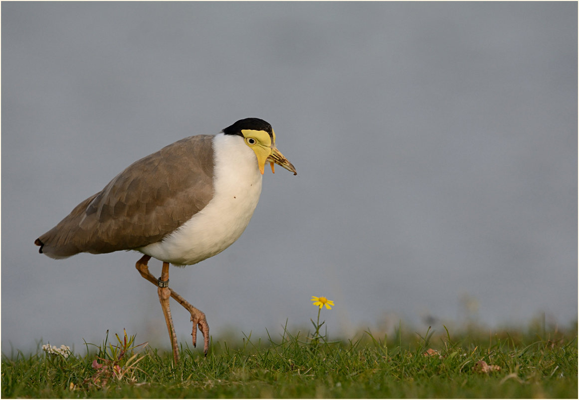 Maskenkiebitz (Vanellus miles)