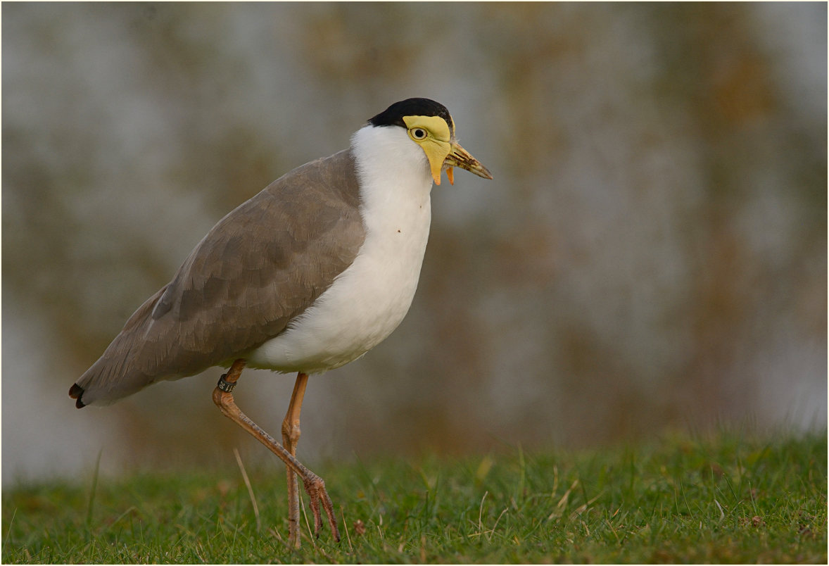 Maskenkiebitz (Vanellus miles)