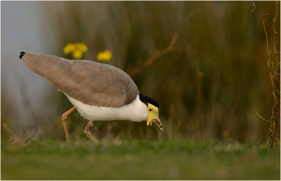 Maskenkiebitz (Vanellus miles)