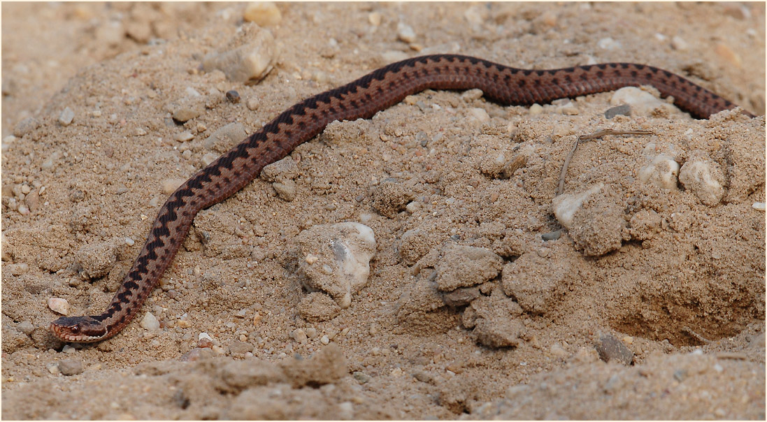 Der Meinweg, Naturpark Maas-Schwalm-Nette