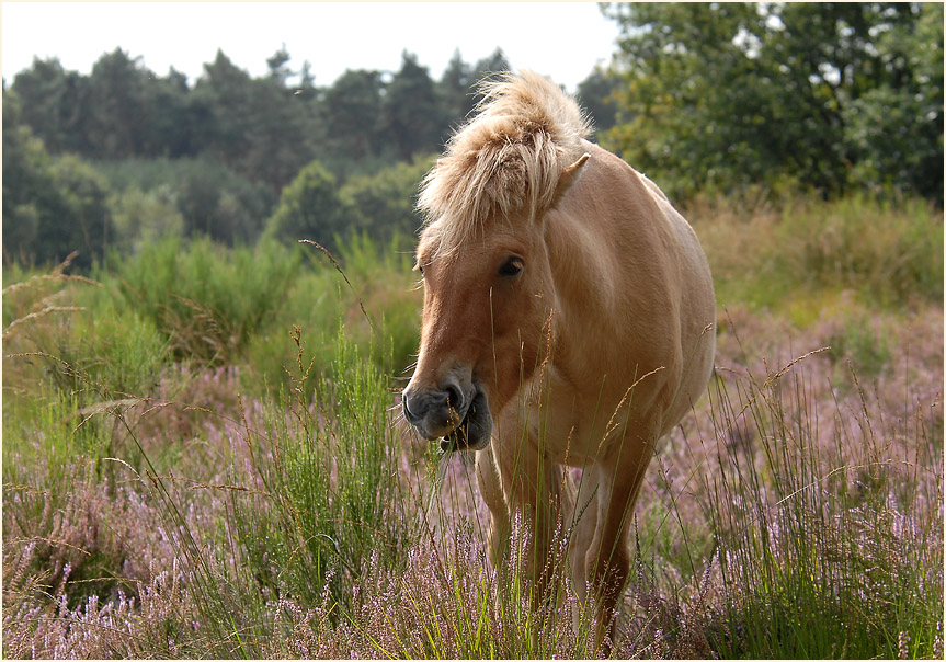 Der Meinweg, Naturpark Maas-Schwalm-Nette
