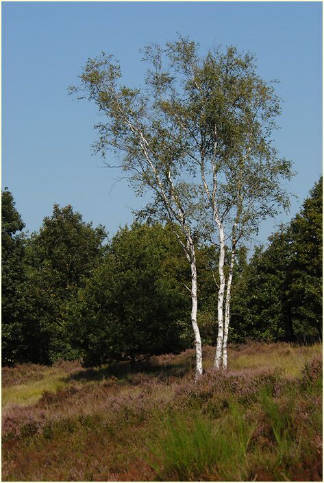 Der Meinweg, Naturpark Maas-Schwalm-Nette