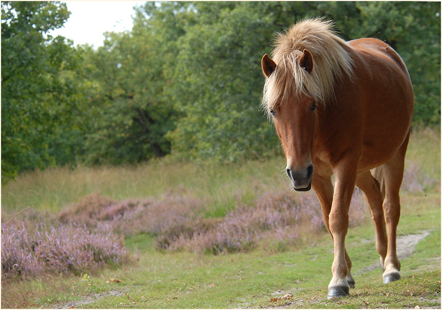 Der Meinweg, Naturpark Maas-Schwalm-Nette