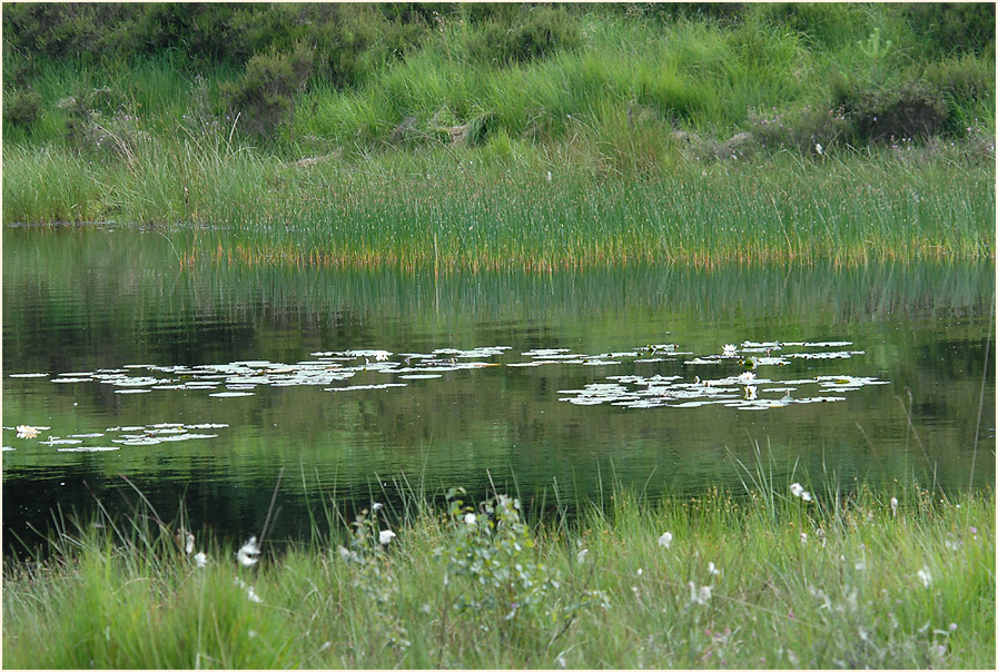 Der Meinweg, Naturpark Maas-Schwalm-Nette