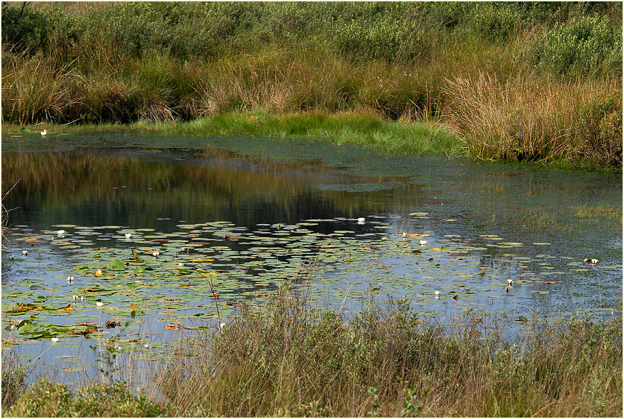 Der Meinweg, Naturpark Maas-Schwalm-Nette