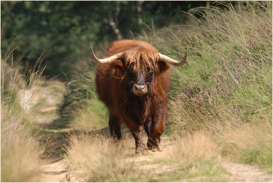 Der Meinweg, Naturpark Maas-Schwalm-Nette