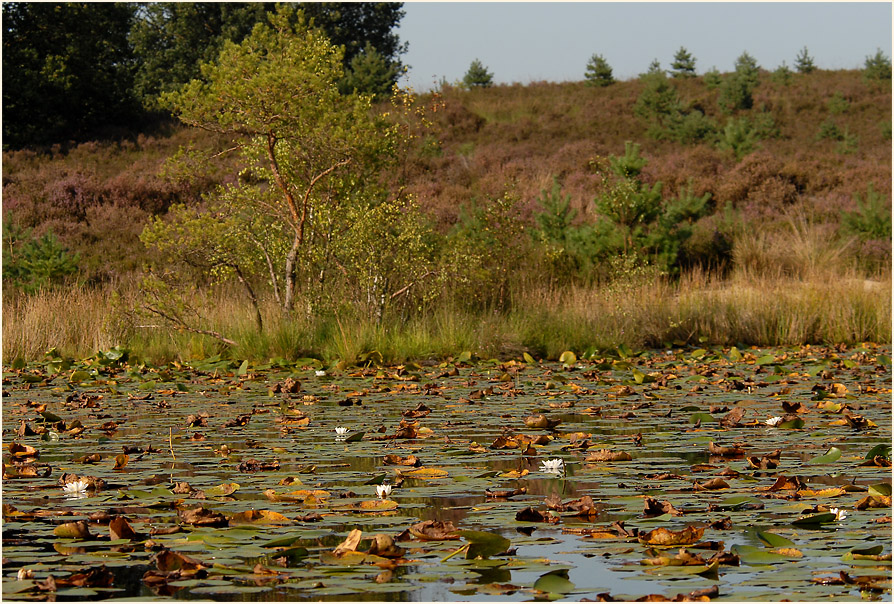 Der Meinweg, Naturpark Maas-Schwalm-Nette