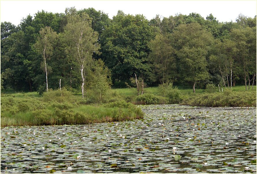 Der Meinweg, Naturpark Maas-Schwalm-Nette