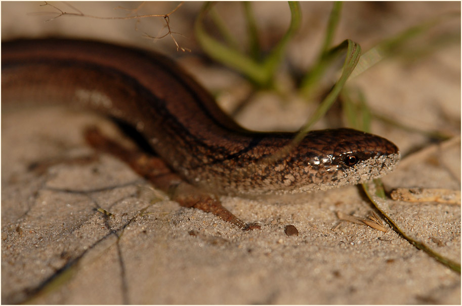 Der Meinweg, Naturpark Maas-Schwalm-Nette