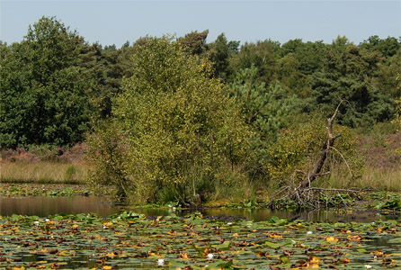 vergrößern