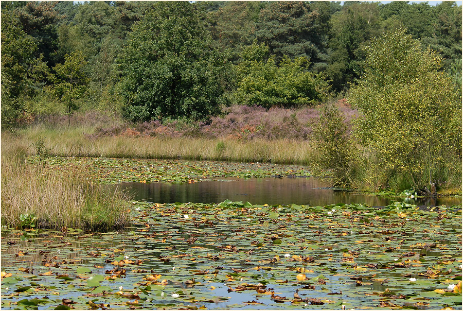 Der Meinweg, Naturpark Maas-Schwalm-Nette