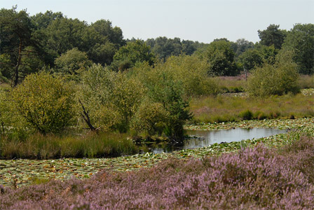 vergrößern