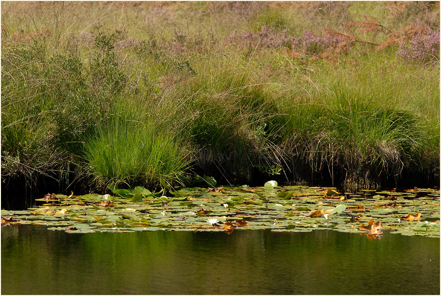 Der Meinweg, Naturpark Maas-Schwalm-Nette