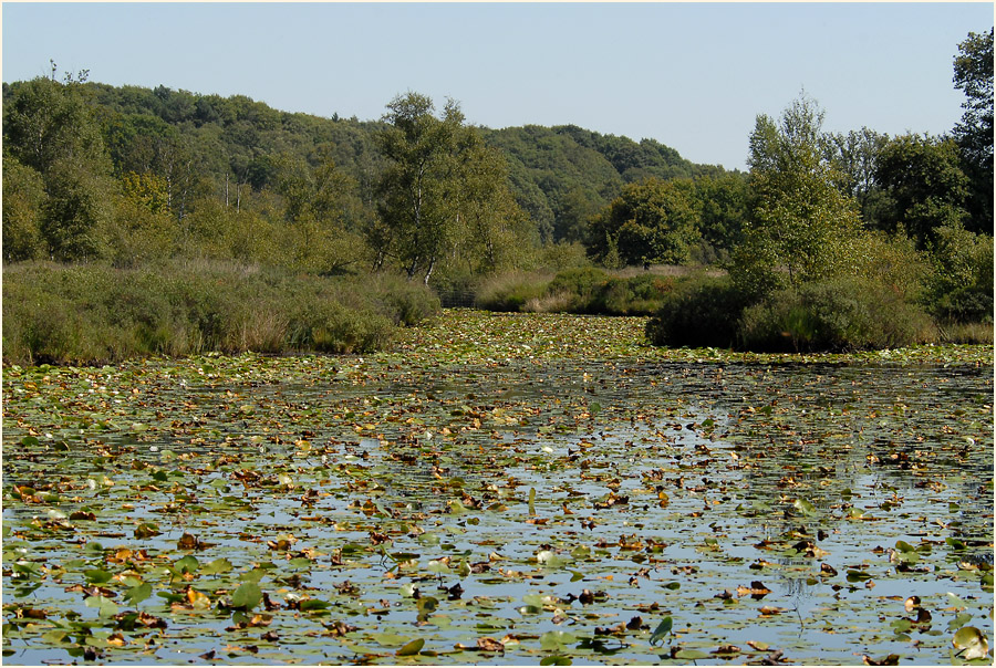 Der Meinweg, Naturpark Maas-Schwalm-Nette