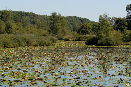 vergrößern