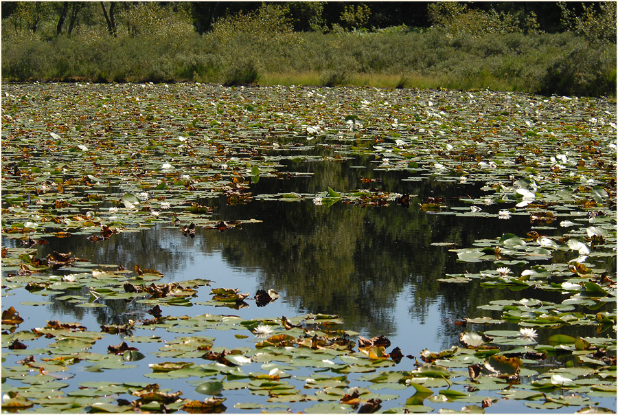 Der Meinweg, Naturpark Maas-Schwalm-Nette