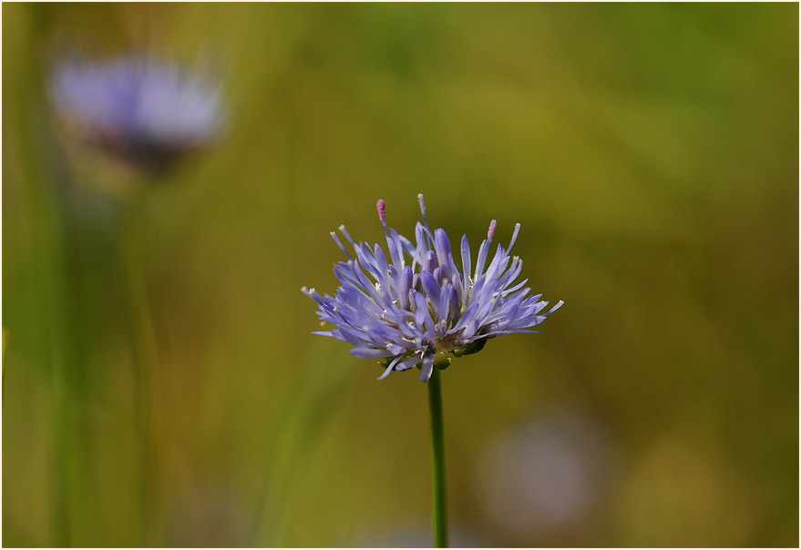 Der Meinweg, Naturpark Maas-Schwalm-Nette