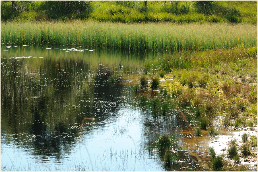 Der Meinweg, Naturpark Maas-Schwalm-Nette