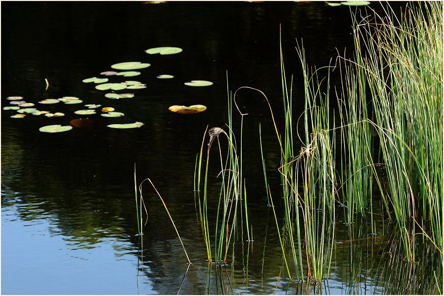 Der Meinweg, Naturpark Maas-Schwalm-Nette
