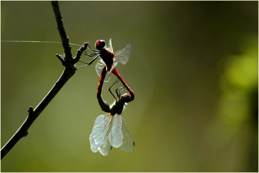 Der Meinweg, Naturpark Maas-Schwalm-Nette