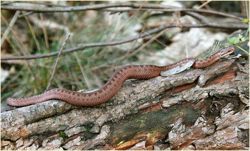 Der Meinweg, Naturpark Maas-Schwalm-Nette