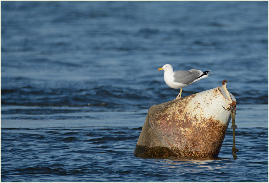Mittelmeermöwe (Larus michahellis)