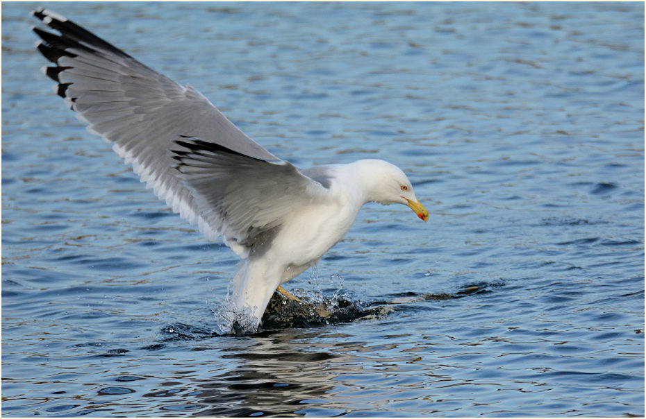 Mittelmeermöwe (Larus michahellis)