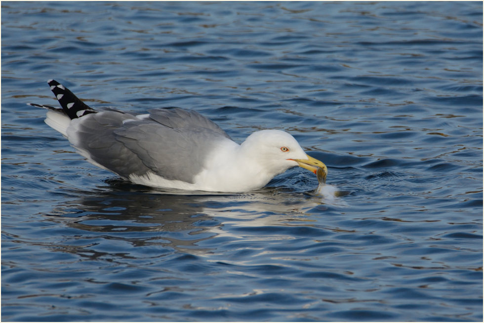 Mittelmeermöwe (Larus michahellis)