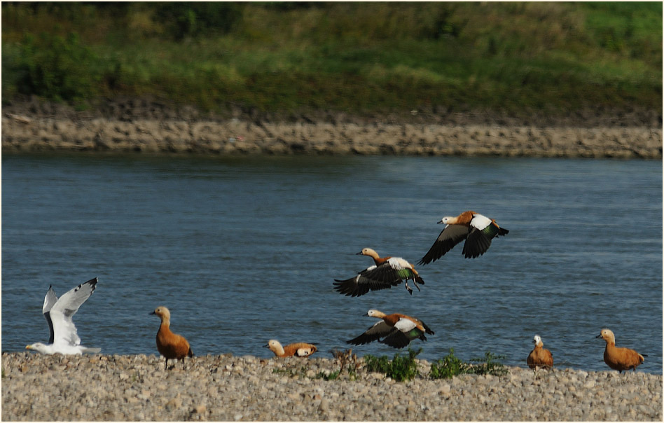 Monheimer Rheinbogen Mettmann