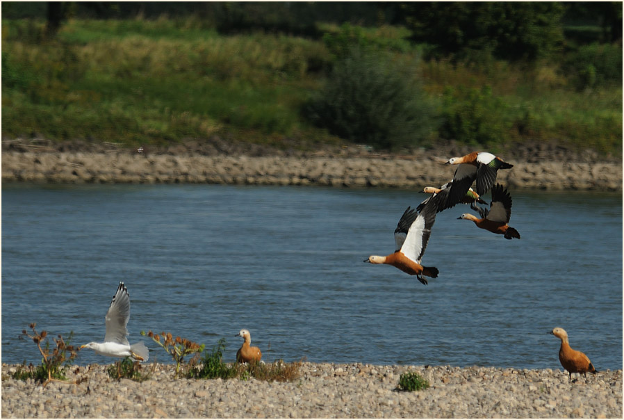 Monheimer Rheinbogen Mettmann