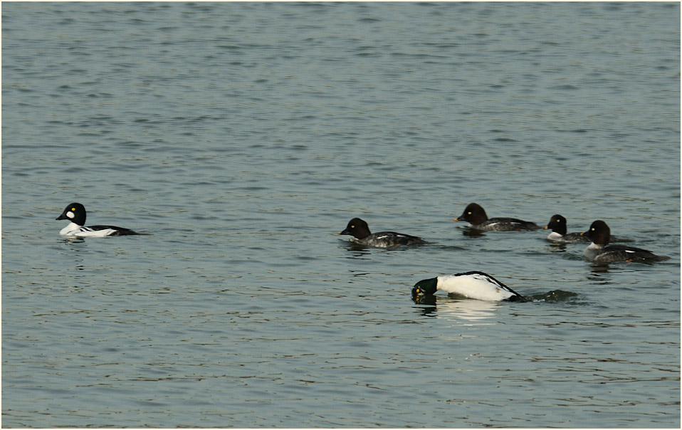 Schellenten, Monheimer Rheinbogen Mettmann