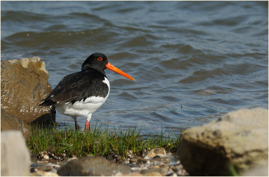 Austernfischer, Monheimer Rheinbogen Mettmann